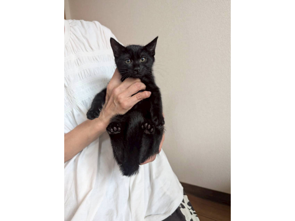 優しいお姉さん猫❤️スズちゃん