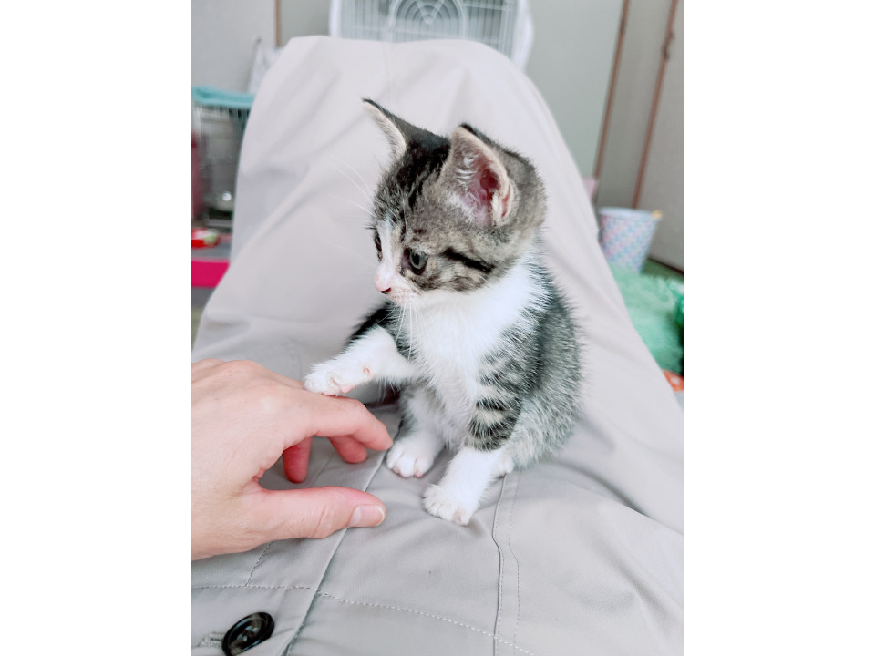 人も猫も大好きなキジ白の女の子