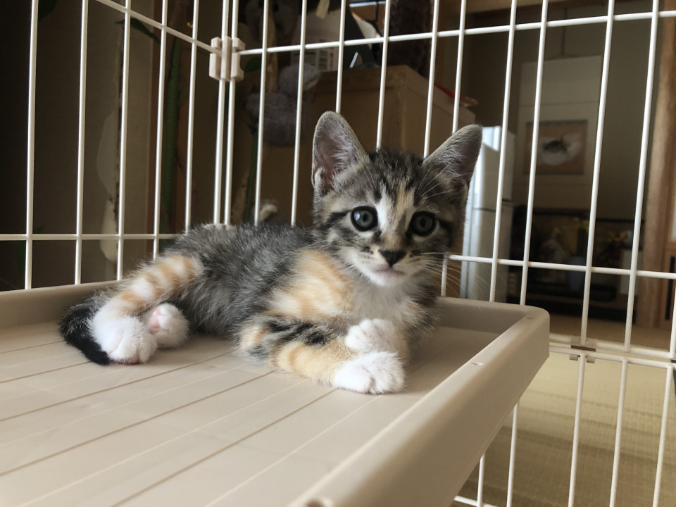 かわいい美猫ちゃん