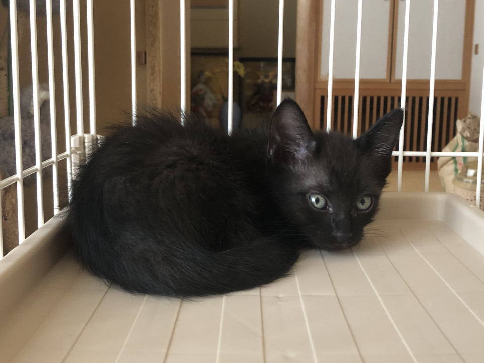 かわいい黒猫ちゃん