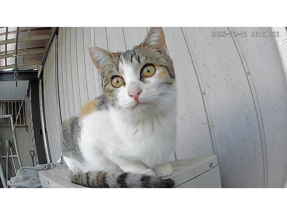 千葉／本当は人が大好きな三毛猫ママ