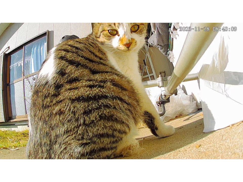 千葉／猫が大好きな、キジシロの男の子です