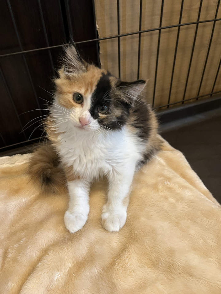 ふわふわ三毛長毛♡2ヶ月 里親募集中