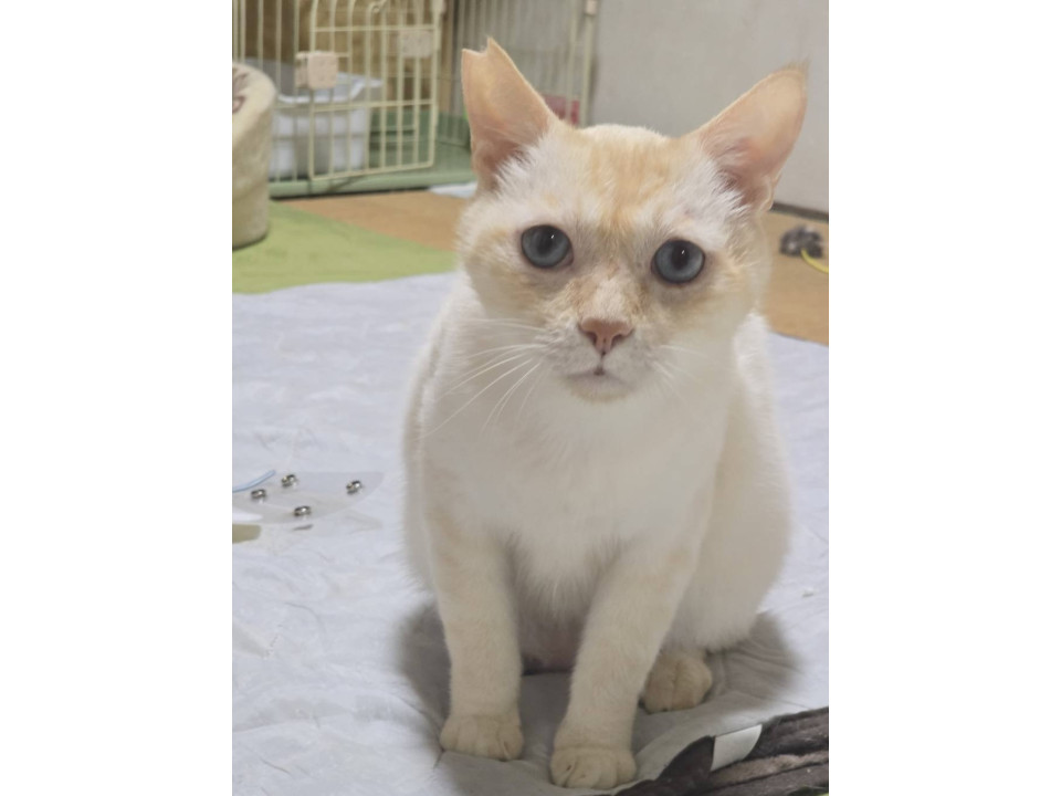 レア毛色！オレンジ系シャム癒し系約3歳