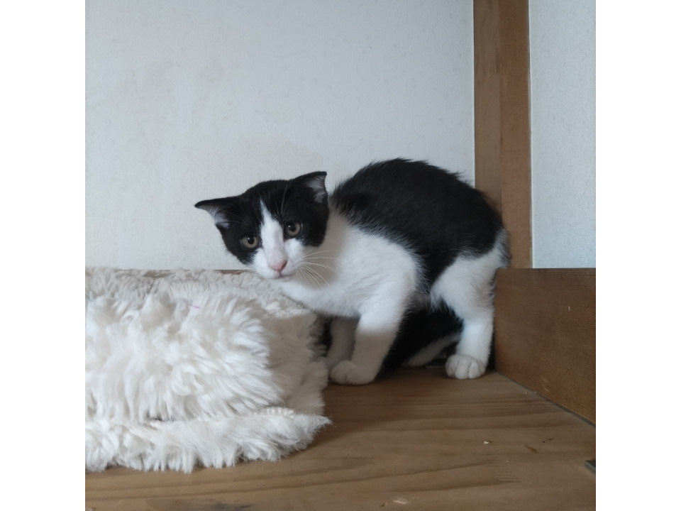 白黒ハチワレ　男の子