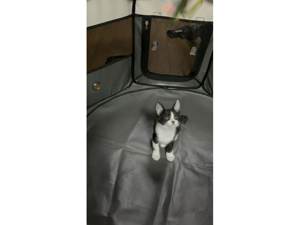 小さい華奢子猫