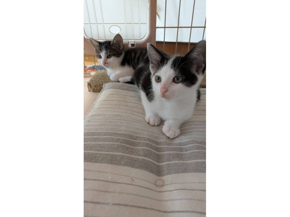 可愛い子猫  兄妹