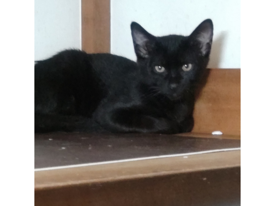 黒猫　男の子　その１