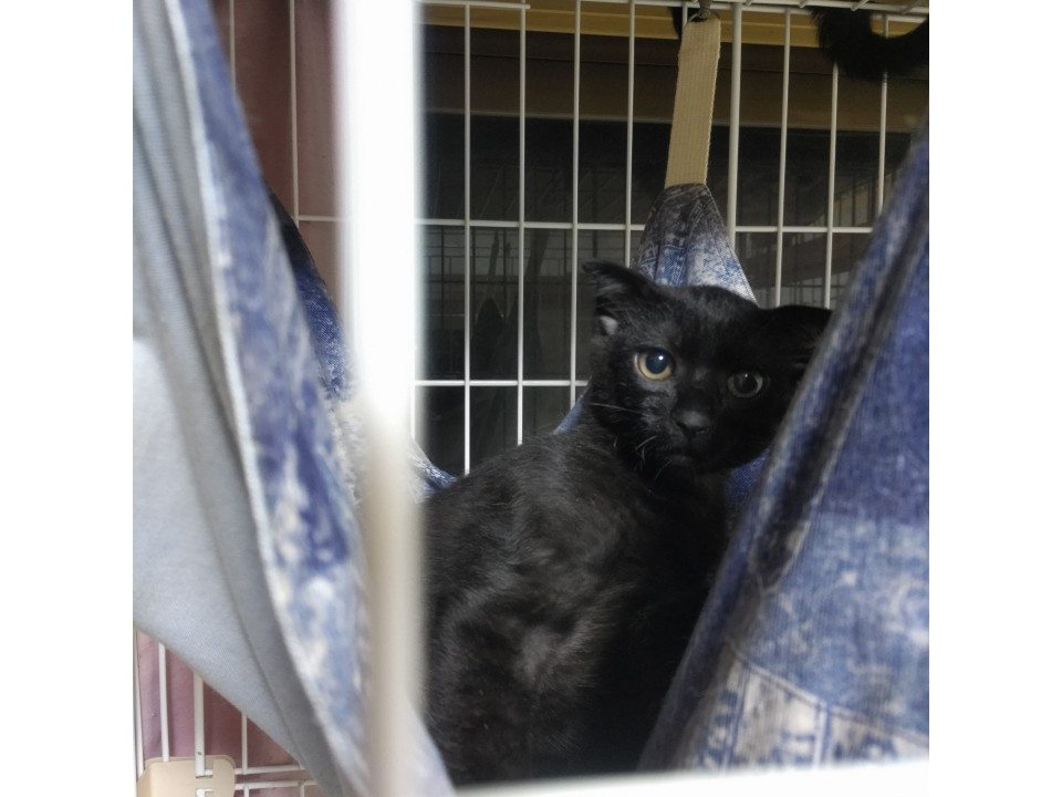黒猫　男の子　その２