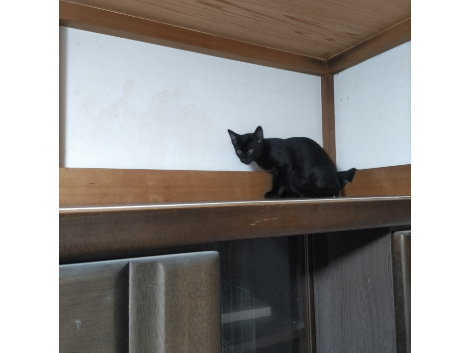 黒猫　男の子　その３