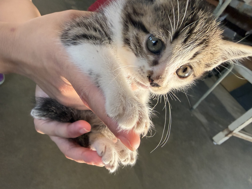 かわいい猫兄妹