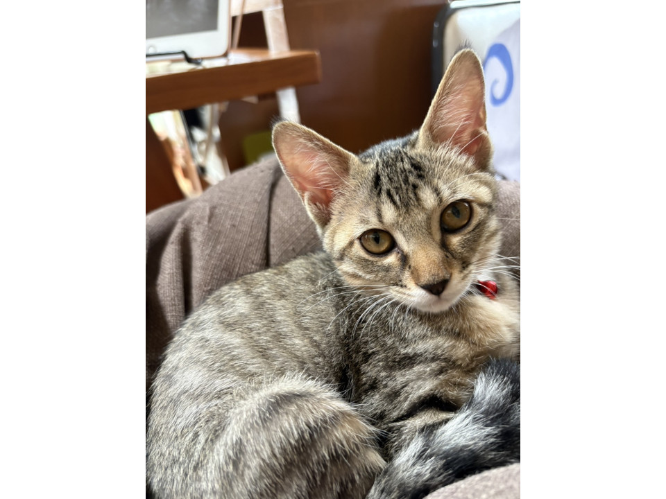 美猫　性格はなまる　音芽ちゃん家族募集