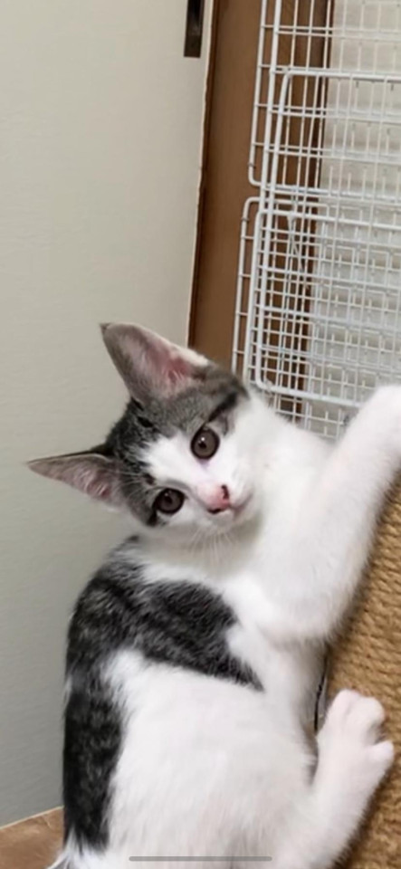 おっとり可愛い美猫ちゃん3ヶ月