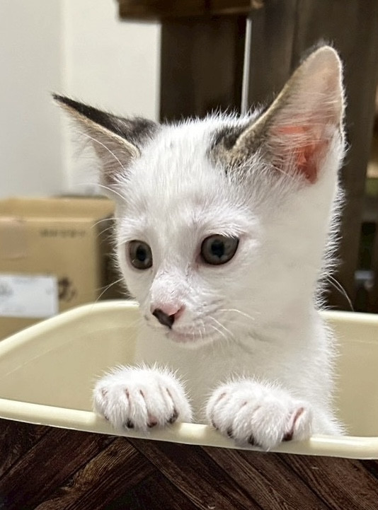 元気いっぱい耳黒にゃんこ3ヶ月