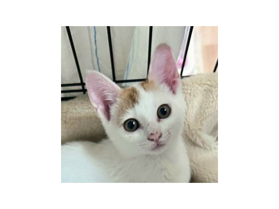白茶 ４月生まれの男の子 ぷくくん