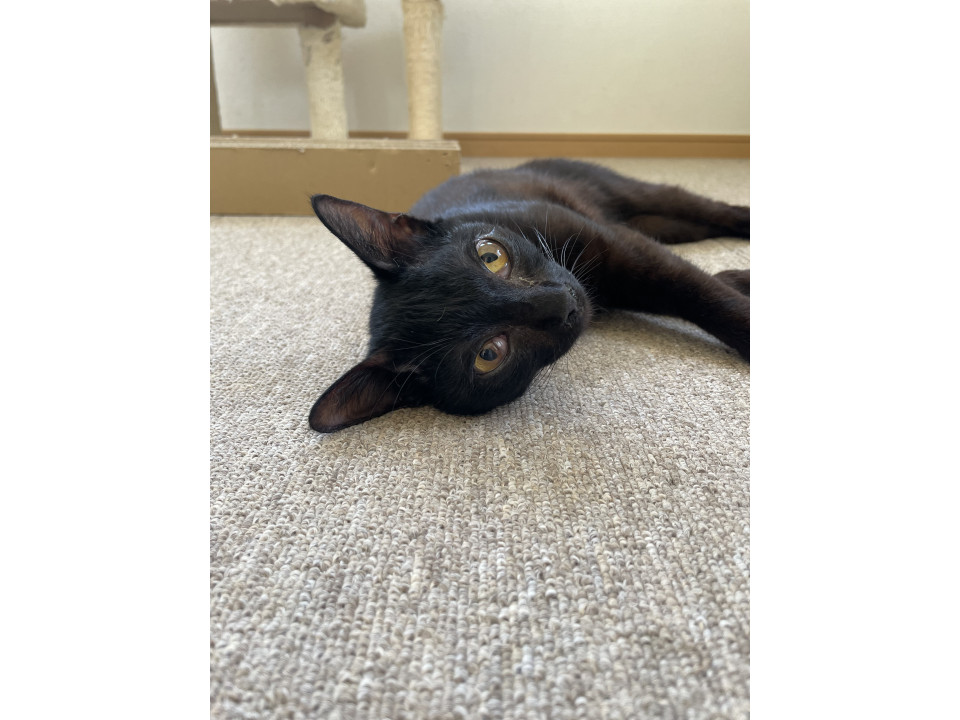 茶黒猫　美猫さん