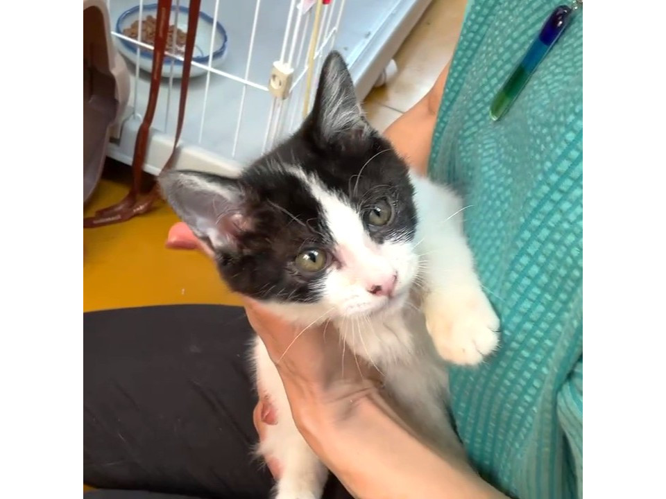 丸顔でキュートなハチワレちゃん