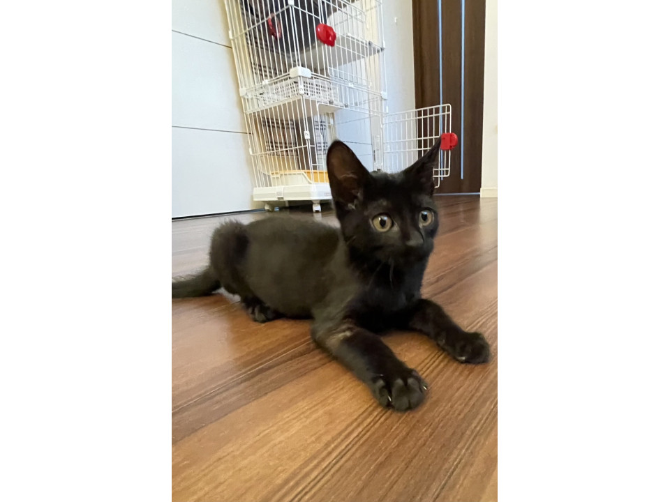 甘えん坊兄妹クロ猫のノアです⭐︎