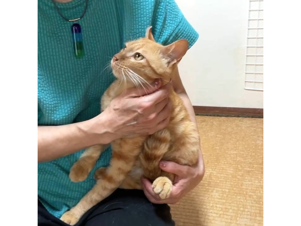 迷い込んできたチャトラくん