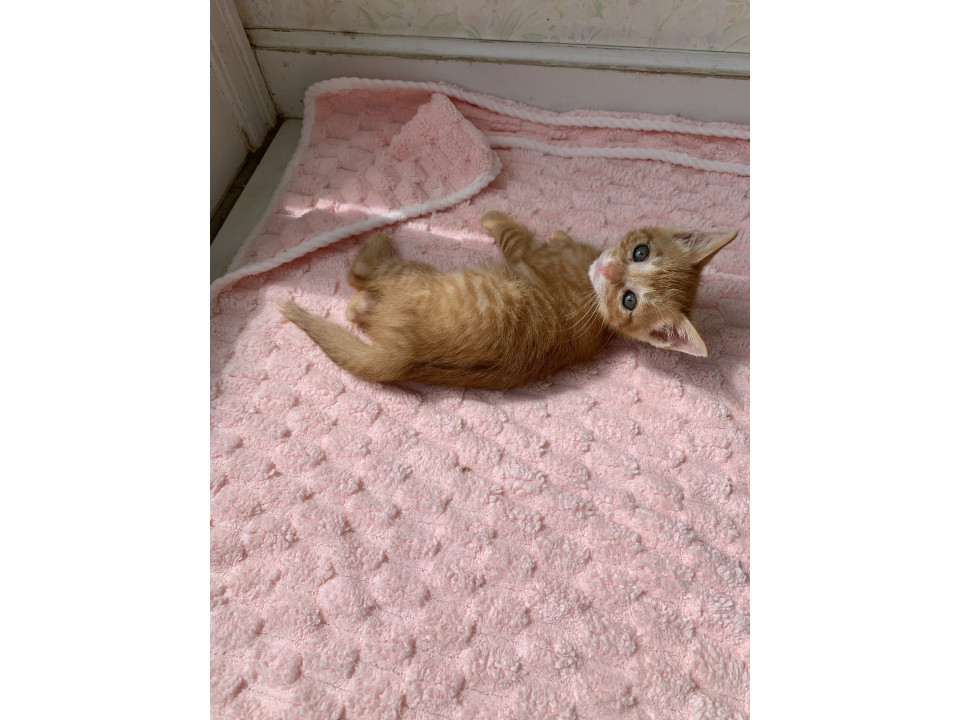 甘えん坊の茶トラくん