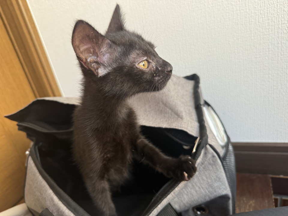 黒猫の女の子