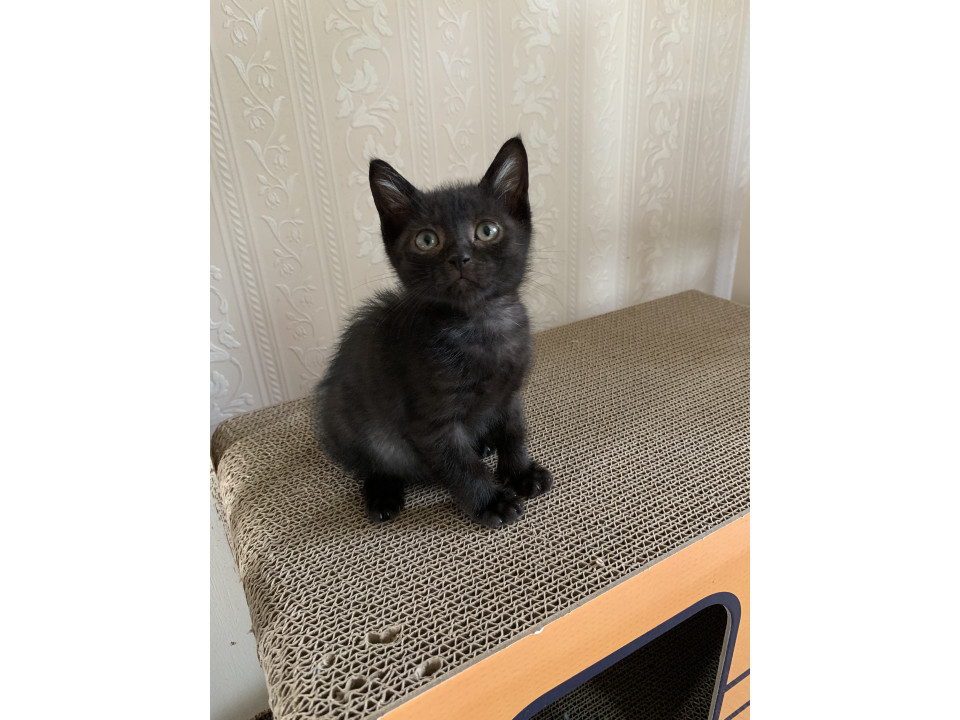 ほっこり癒し系の黒猫さん