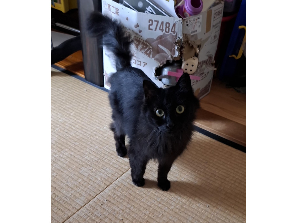 長毛の黒猫