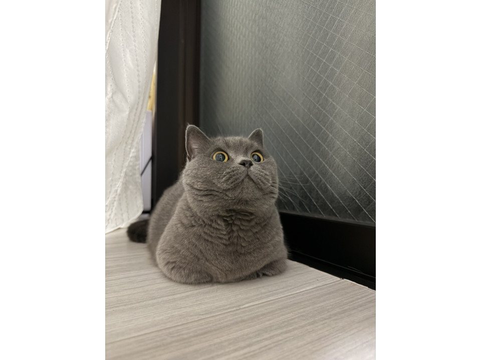 短足かわいいマンチカン