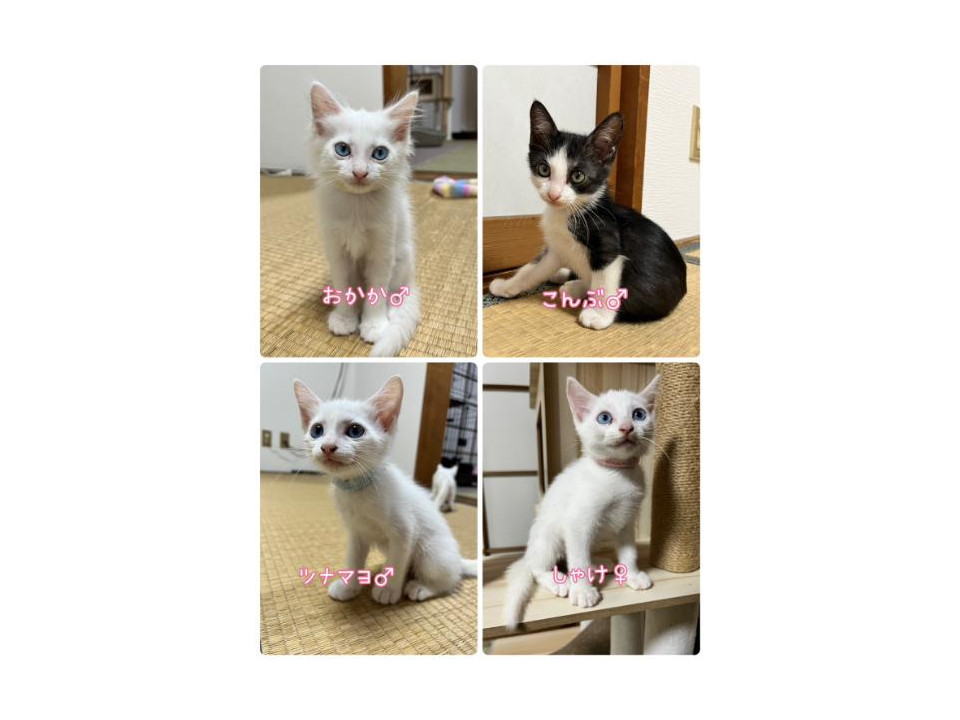 キトンブルーの白猫兄弟