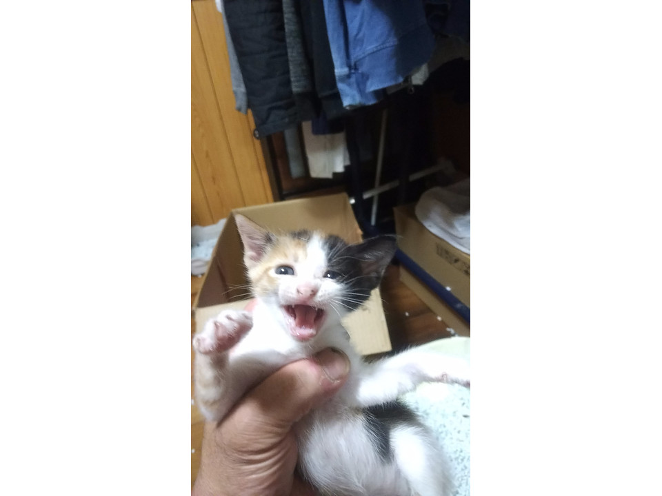大人しい三毛のメスです