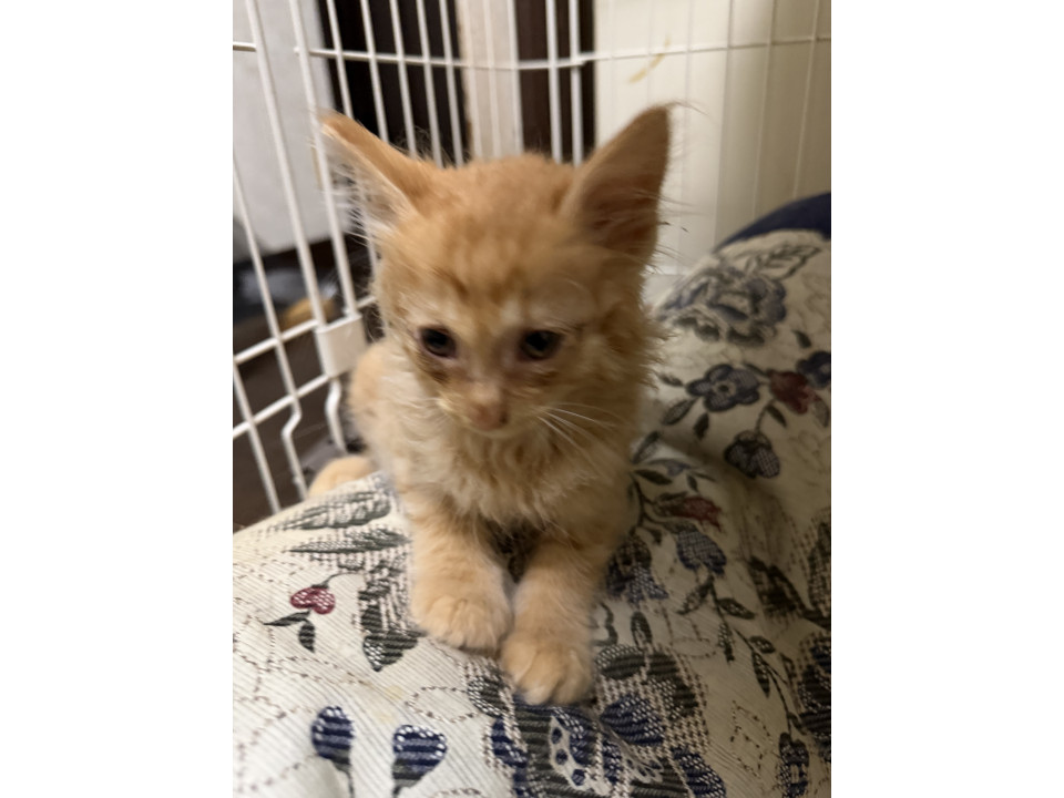 【代理投稿】多頭飼育崩壊から保護され子