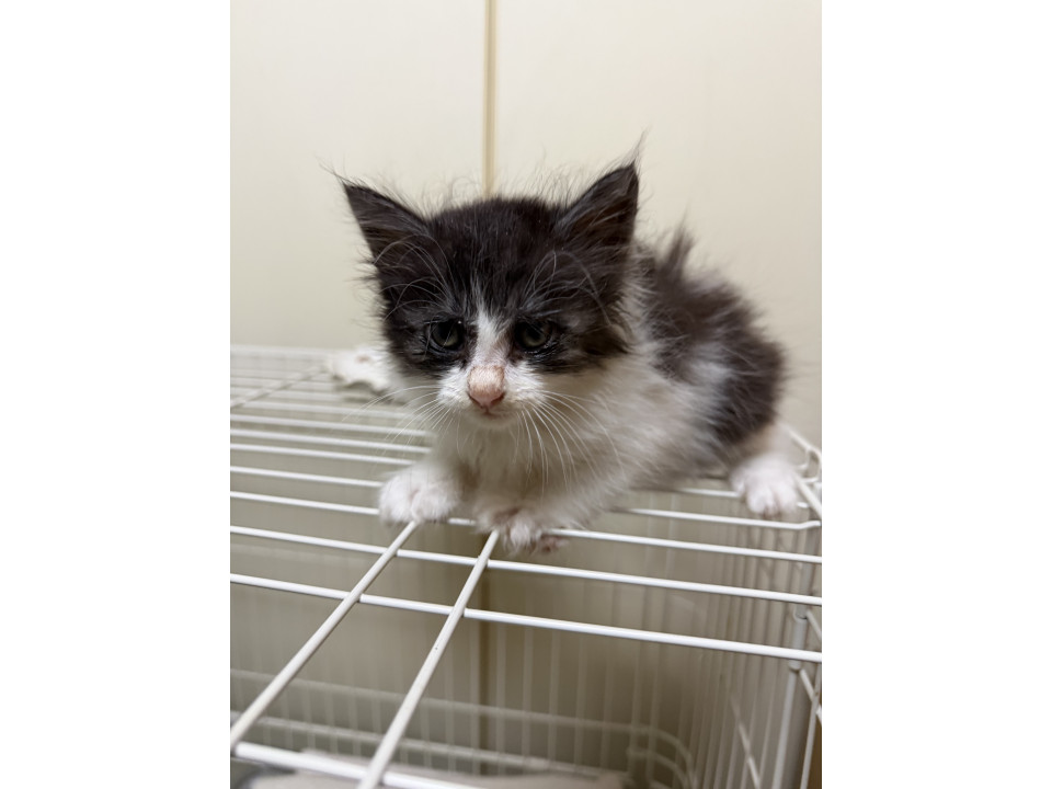 【代理投稿】多頭飼育崩壊から保護された子