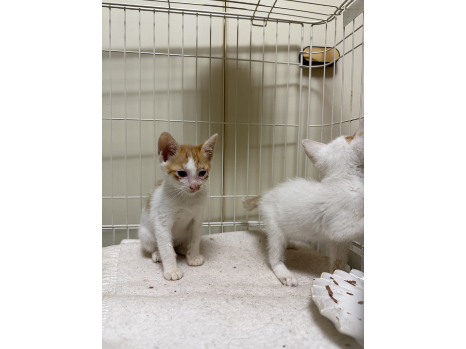 【代理投稿】多頭飼育崩壊から保護された子