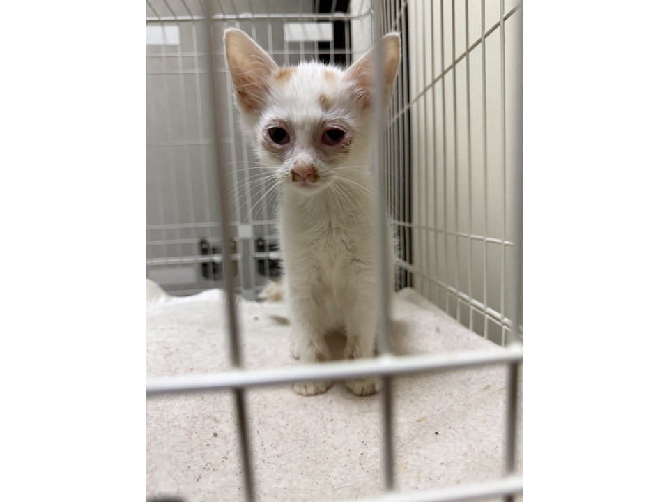 【代理投稿】多頭飼育崩壊から保護された子