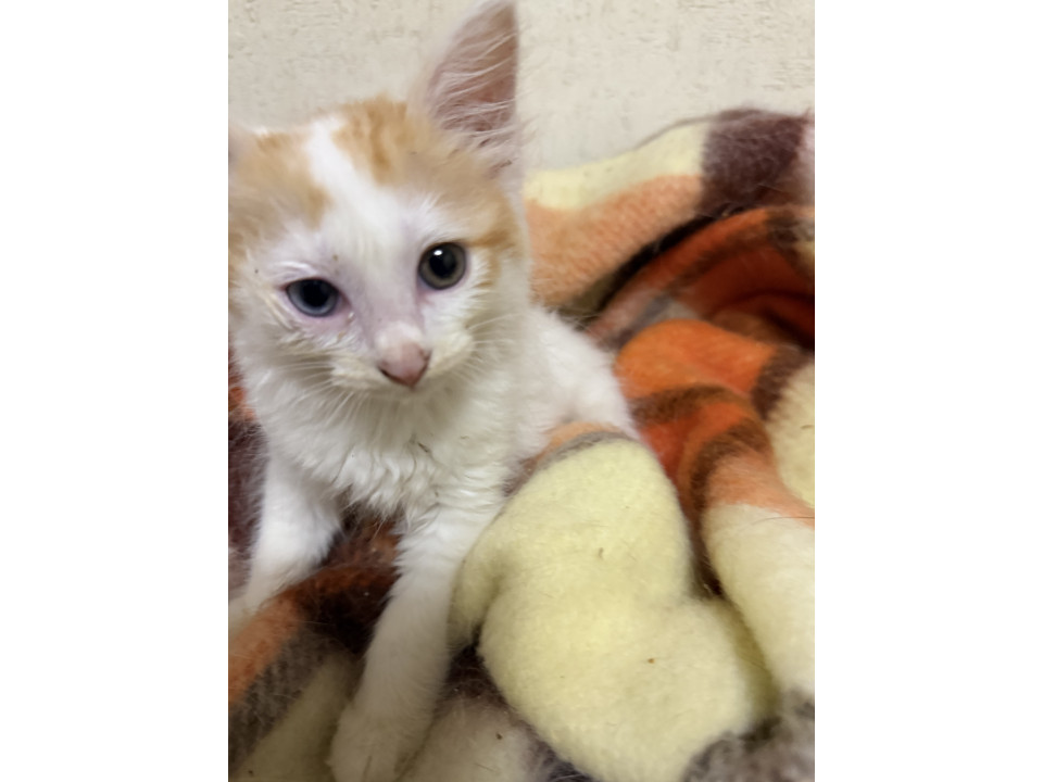 【代理投稿】多頭飼育崩壊から保護された子