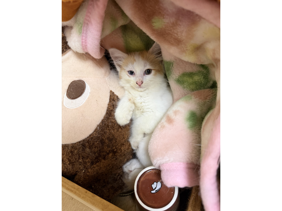 【代理投稿】多頭飼育崩壊から保護された子