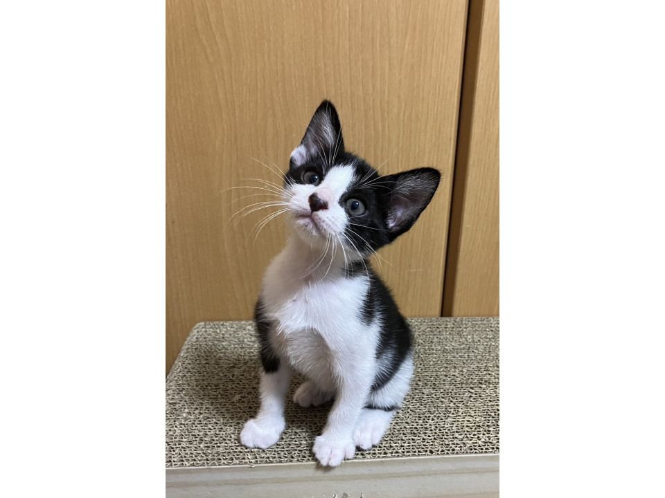 鼻にハート模様?人慣れバッチリ✨