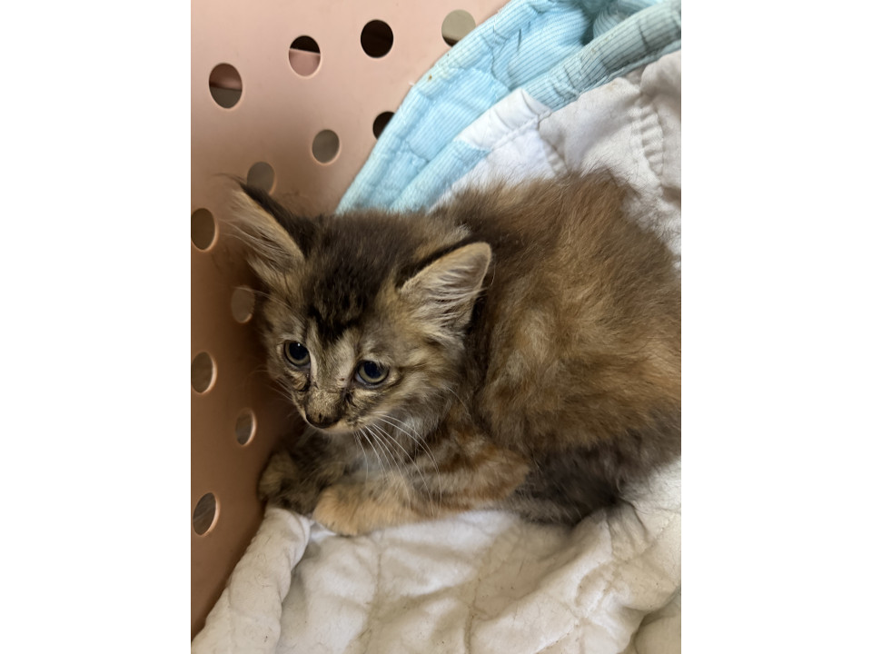 【代理投稿】多頭飼育崩壊から保護された子