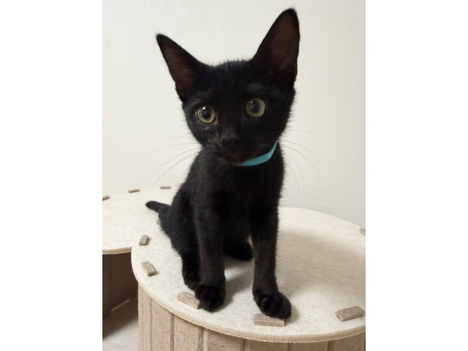 黒猫の男の子 好奇心いっぱいのブリくん