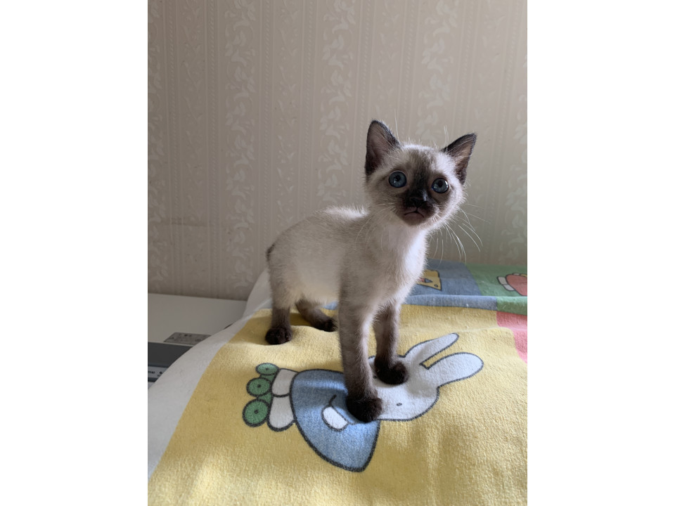 シャムミックスの可愛い子ちゃん♡