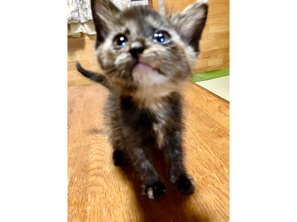 ハチワレ君とサビちゃんキジトラちゃん