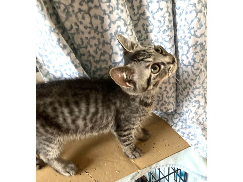 明るくて人も猫も大好きな、ちゃちゃちゃん