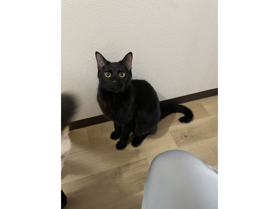 黒猫の男の子　羊羹くん