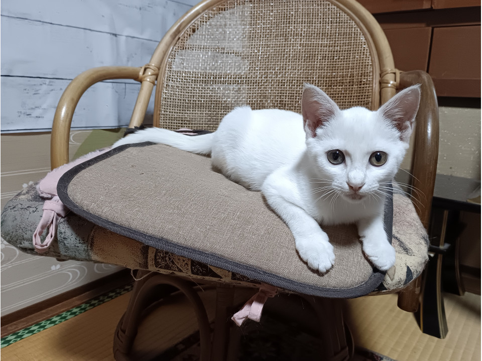 人懐こい❤オス子猫ちゃん