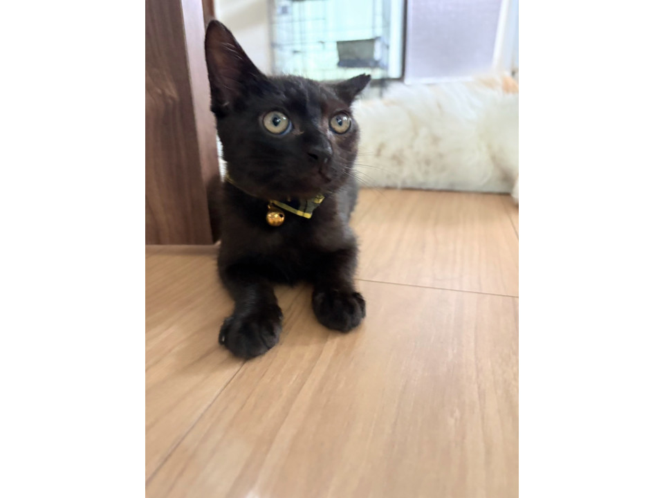 かわいいナイト君❣️