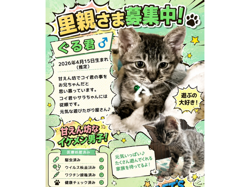 譲渡会参加　キジ猫