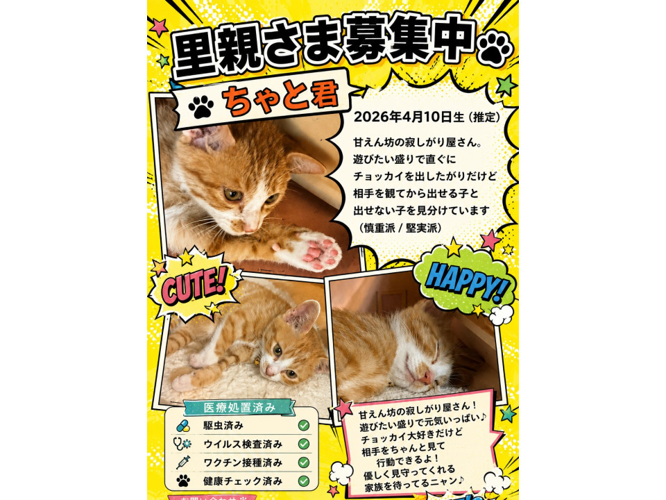 譲渡会参加　茶白くん