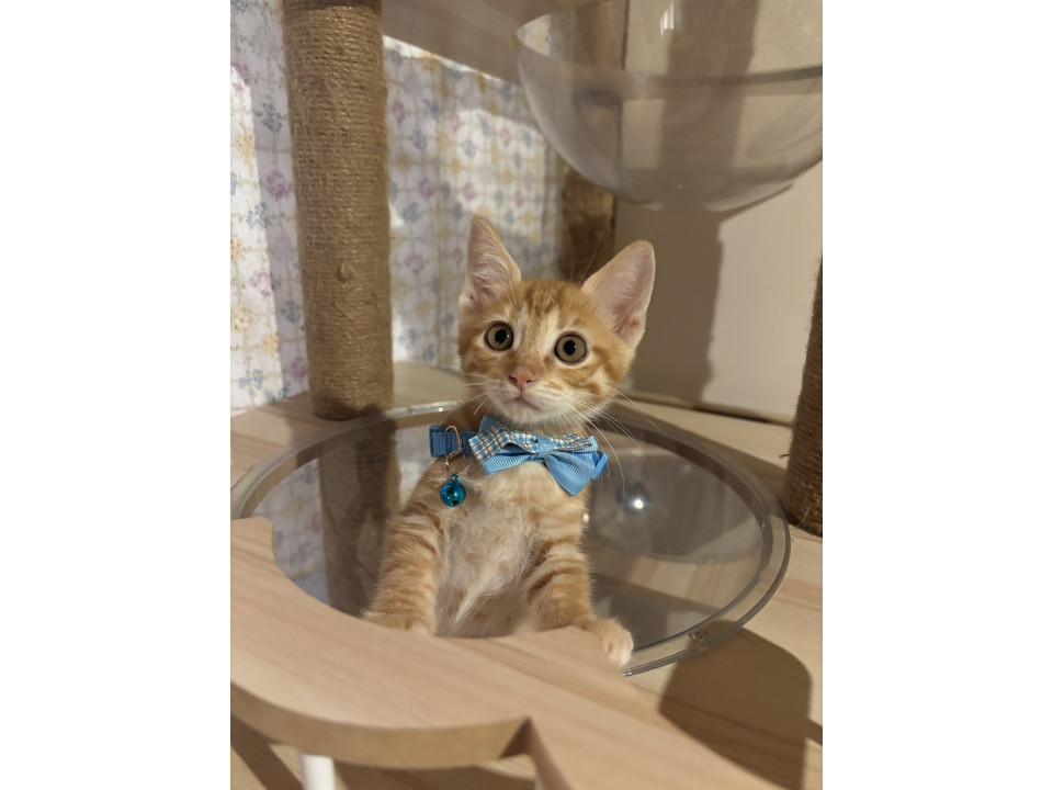 無邪気でかわいい茶トラのイッソ君♡