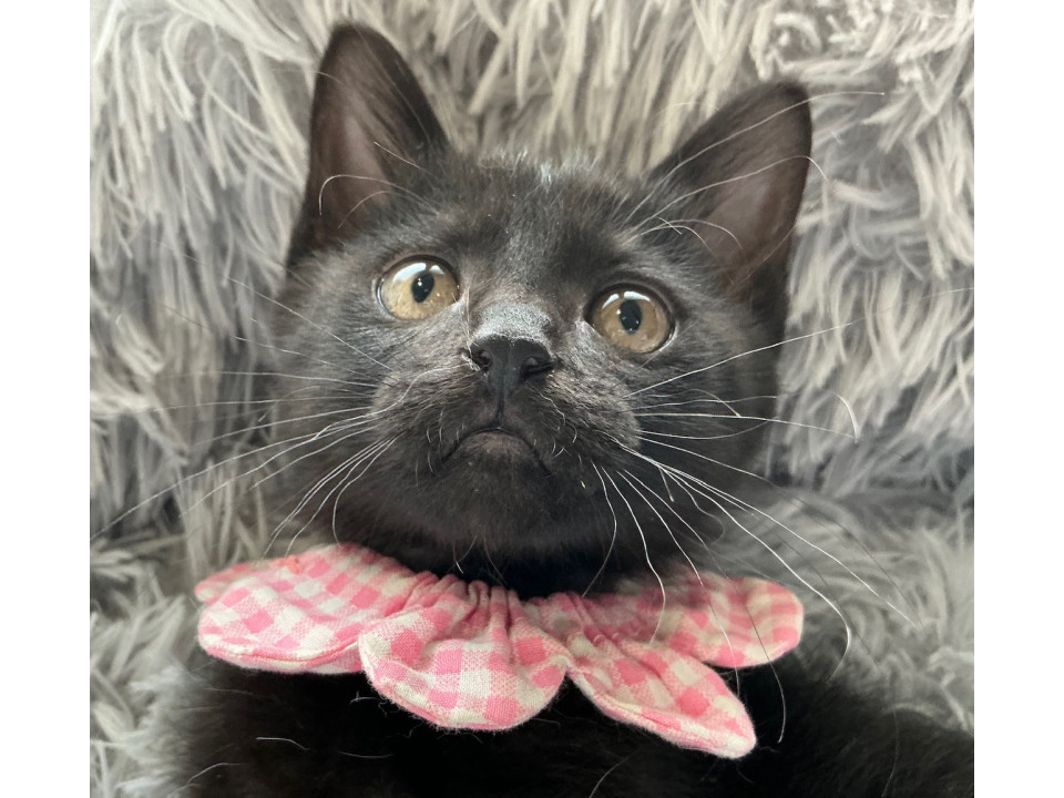 黒猫loverにはたまらない、ララです♡