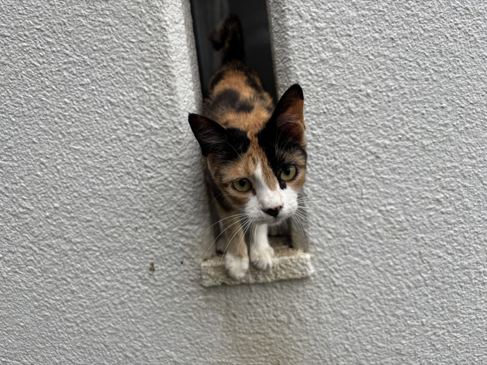 急募‼️TNR予定の大人猫